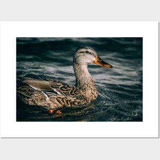 Female Mallard Duck, Embraces the Freezing Water Photograph Posters and Art